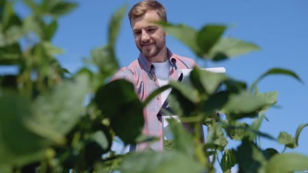 Um jovem agricultor faz anotações em um tablet sobre as peculiaridades do crescimento da soja no campo — Vídeo de Stock