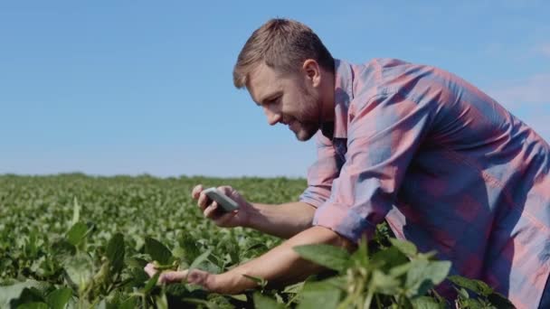 Egy fiatal gazda lefényképezi a farmján növő szójabab csírákat. — Stock videók