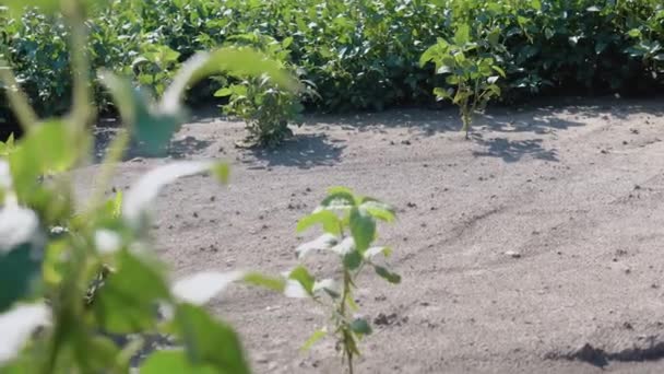 在农田里关上豆芽的拍摄镜头.大豆田，旱后可供收割 — 图库视频影像