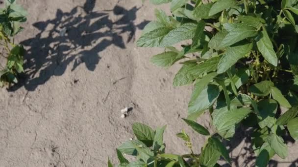 Close-up shot van sojabonen spruiten op een landbouwveld. Droogte na overstroming in soja veld, close-up — Stockvideo
