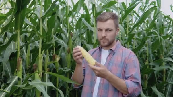 Mladý šťastný farmář zkoumá kukuřici na svém poli. Zemědělec hodnotí kvalitu ekologické kukuřice — Stock video