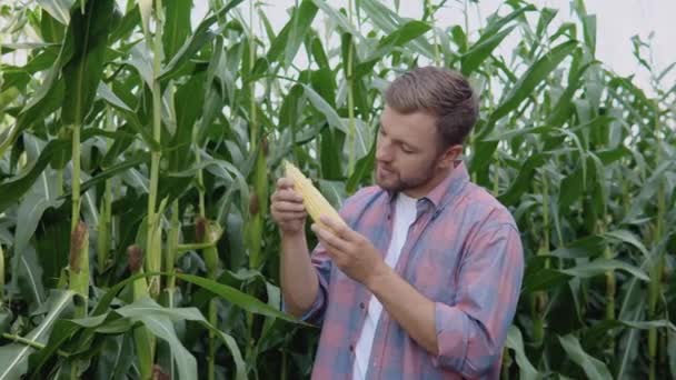 Um jovem agricultor feliz examina uma cabeça de milho em seu campo. O agricultor avalia a qualidade da cultura orgânica do milho — Vídeo de Stock