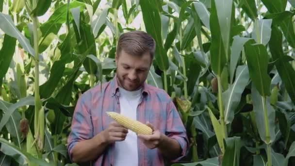 Mladý šťastný farmář zkoumá kukuřici na svém poli. Zemědělec hodnotí kvalitu ekologické kukuřice — Stock video