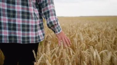 Olgun bir buğday tarlasında yürüyen dişi çiftçi, eliyle tahılın altın kulaklarına hafifçe dokunuyor ve hasatı inceliyor, insan ve doğa arasındaki bağı somutlaştırıyor.