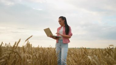 Olgun bir buğday tarlasında dizüstü bilgisayarı olan genç bir kadın çiftçi, hasat sürecini izliyor ve hasat toplanmadan önce tahılın kalitesini kontrol ediyor.
