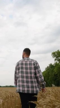 Ekose gömlekli bir adam güzel bir altın buğday tarlasında yürüyor, elleriyle buğday başaklarına dokunuyor, hasat mevsiminde kırsalın özgürlüğünün ve huzurunun tadını çıkarıyor.