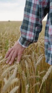 İnsanlar, geniş bir tarlada olgunlaşan buğdayın kulaklarına nazikçe dokunarak toprakla, hasat mevsimi ve çiftçiliğin özünü sembolize ediyor.