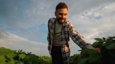 Soya fasulyesi tarlasını kontrol eden genç bir çiftçi güzel bir günbatımında bitkilerin yeşil yapraklarına nazikçe dokunuyor. Doğada çalışan profesyonel bir adamla tarımsal iş kavramı