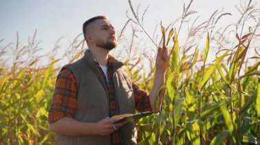 Genç bir erkek çiftçi güneşli bir günde tarlada mısır koçanı kontrol ediyor. Agronomist bir panoya yazı yazarak, hasat kalitesini analiz ediyor.