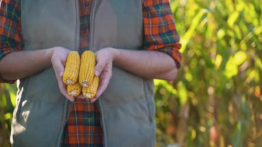Çiftçilerin tarlada olgun sarı mısır koçanları tutarken yakın plan çekimleri. Konsept çiftçilik, hasat ve gıda ile ilgili.