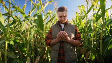 Gün batımında mısır tarlasında genç ve yakışıklı bir çiftçi. Agronomist olgun bir mısır mahsulünü inceliyor ve bol miktarda hasat gösteriyor.