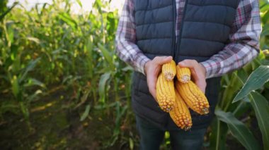 Yeşil bir mısır tarlasında elinde taze hasat edilmiş mısır koçanları tutan gururlu bir çiftçi. Tarım ve organik tarım kavramı