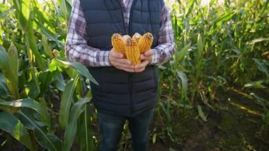 Yeşil bir mısır tarlasında duran ve taze toplanmış mısır koçanları tutan erkek çiftçi. Başarılı bir hasat için tarım kavramı