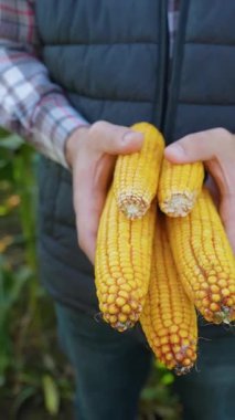 Birkaç olgun sarı mısır koçanı tutan bir erkek çiftçinin elleri. Güneşli tarım alanında başarılı hasat kavramı