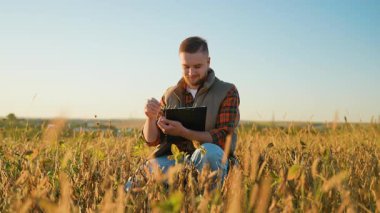Gün batımında bir tarlada soya tohumlarını inceleyen genç tarım mühendisi. Erkek çiftçi hasatın kalitesini kontrol ediyor ve not alıyor.