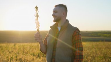 Güzel bir tarlada taze soya fasulyesi sapı tutan mutlu genç çiftçi. Agronomist gün batımında mahsul kalitesini denetliyor