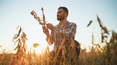 Genç bir çiftçi tarlada diz çöküp gün batımında olgun bir soya dalını dikkatlice inceleyerek hasadının kalitesini ölçüyor.