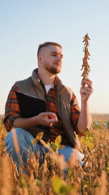 Çiftçi ya da tarımcı gün batımında altın soya tarlasında diz çöküp, hasat mevsimi başlamadan önce olgun tohumların kalitesini inceliyor.