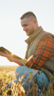 Genç bir erkek çiftçi soya fasulyesinin sapını tutuyor ve verileri tablete yüklüyor. Modern tarım teknolojisi ve akıllı tarım konsepti