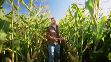 Genç ve yakışıklı çiftçi yeşil bir mısır tarlasında yürüyor ve yapraklara dokunuyor. Ekinleri kontrol eden bir adamla güneşli tarım manzarası