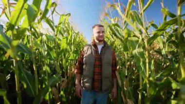 Yeşil bir mısır tarlasında yürürken ekose gömlek ve yelek giyen kendinden emin genç bir çiftçi. Agronomist güneşli bir günde mısır mahsulünü inceliyor.