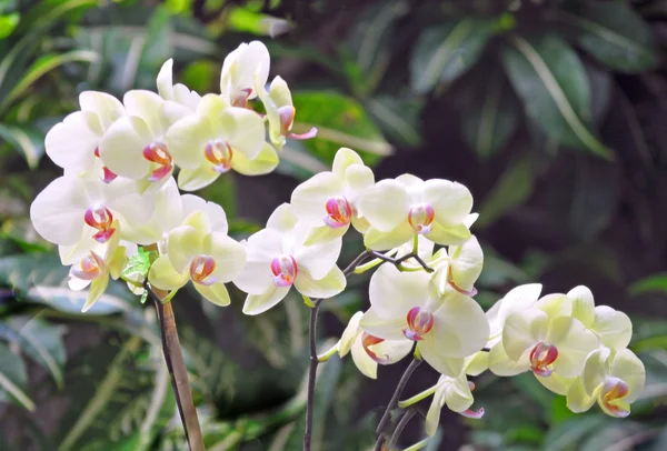 Orquídeas brancas — Fotografia de Stock