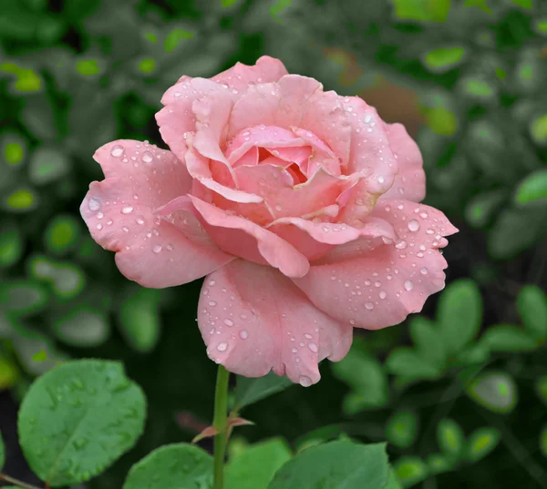 Rosa delicada —  Fotos de Stock