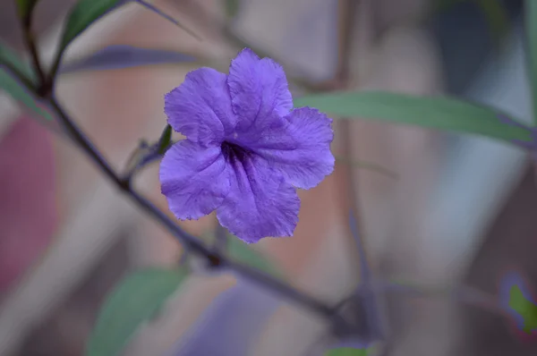 Blaue Blume mit fliederfarbenem Farbton — Stockfoto
