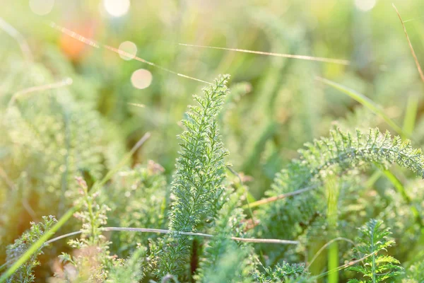 Färsk våren gräset på ängen — Stockfoto