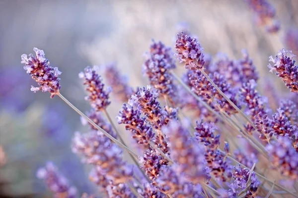 Fokus lembut pada indah bunga lavender — Stok Foto
