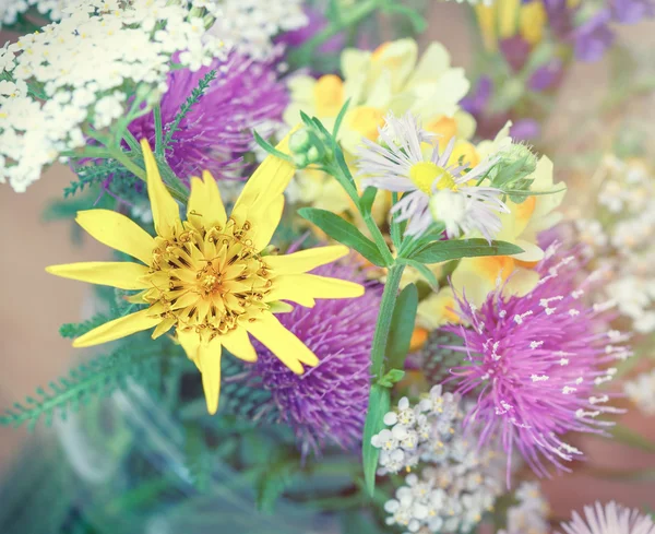 Schöne Wiesenblumen — Stockfoto