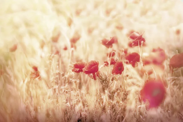 Soft focus on poppy flowers in meadow — Stock Photo, Image