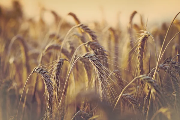 Enfoque suave en el campo de trigo al final de la tarde - temprano en la noche — Foto de Stock