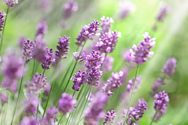 Flores de lavanda iluminadas por rayos de sol — Foto de Stock