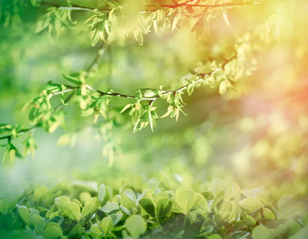 Jeunes feuilles de printemps éclairées par les rayons du soleil — Photo