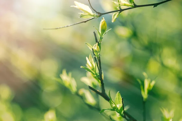 Lente bladeren in het forest — Stockfoto