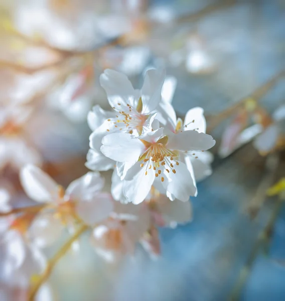 Arbre fruitier fleuri - la nature se réveille — Photo