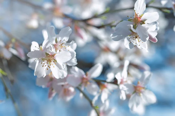 Primavera alberi da frutto fioriti — Foto Stock