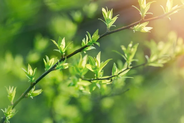 Selektiv Fokus Färska Unga Våren Lämnar Skogen Upplyst Solens Strålar — Stockfoto