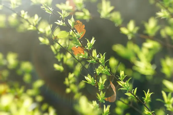 Selektivní Zaměření Čerstvé Mladé Jarní Listí Lese — Stock fotografie