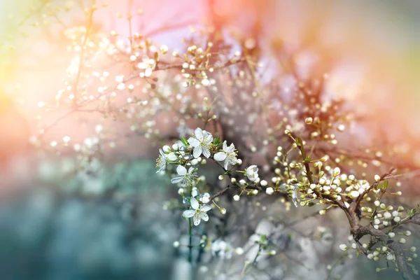Jarní kvetoucí ovocné stromy - kvetoucí ovocný strom — Stock fotografie