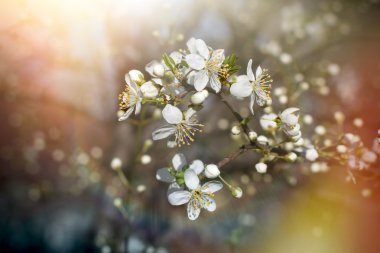 Çiçeklenme ve erken meyve ağacı