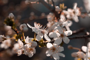 Ağaç meyve çiçek yaprakları ve çiçekli stamens-