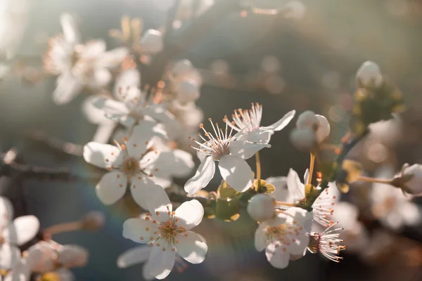 Florecimiento Árbol Frutal Floreciente Iluminado Por Sol Primaveral Rayos Del —  Fotos de Stock