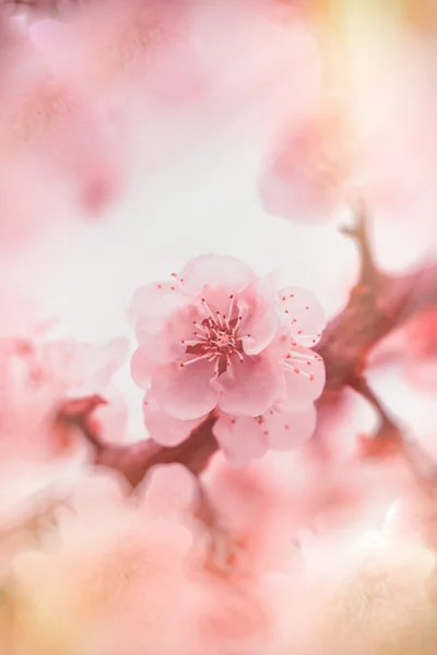 Focus doux sur la floraison - arbre fruitier en floraison — Photo