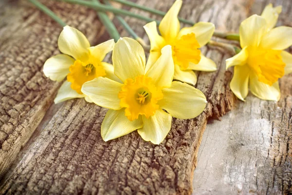 Narcisy - květ narcisu — Stock fotografie