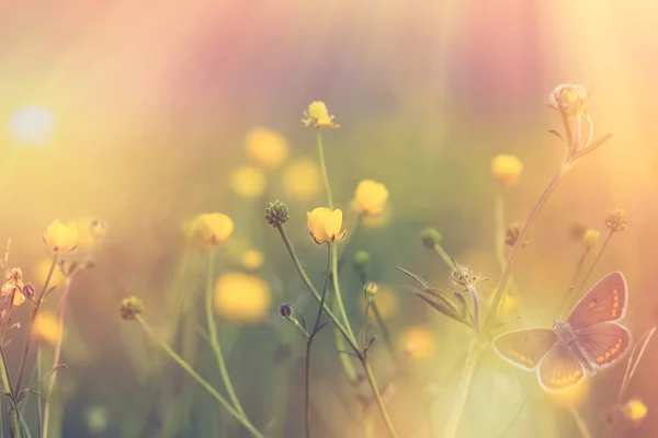 Gul blomma i fokus - vårblomma upplyst av solens strålar — Stockfoto