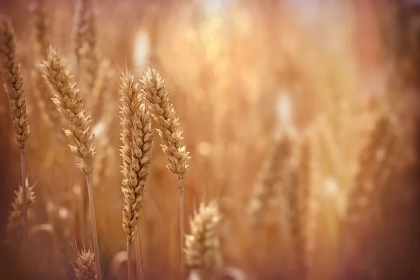 Sunset in wheat field — Stock Photo, Image