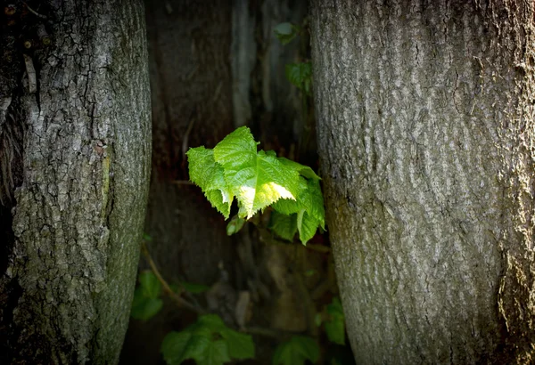 春に生えている古い木から葉します。 — ストック写真