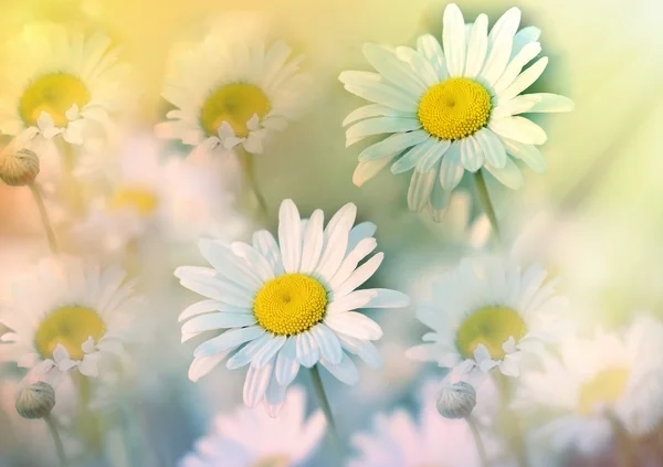 Daisy flower in meadow bathed in spring sunshine — Stock Photo, Image